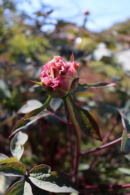 Paeonia suffruticosa - pivoňka keřovitá - květ